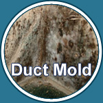 Mold And Our Health